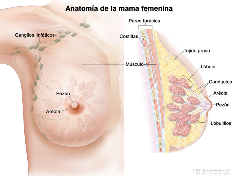 anatomia de la mama femenina
